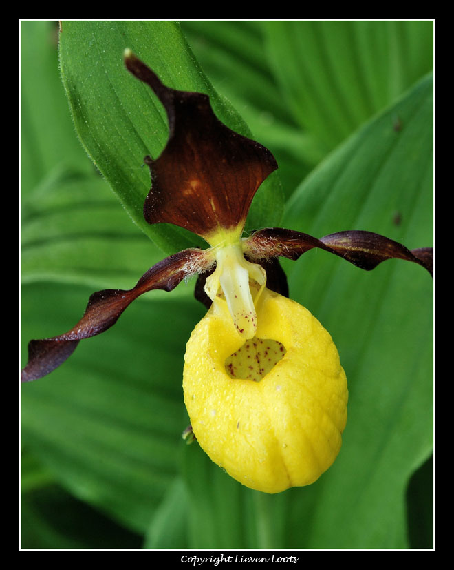 alcune foto di Cypripedium calceolus (Scarpetta di Venere)